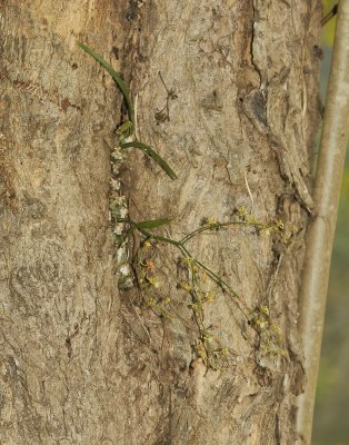 Acriopsis indica
