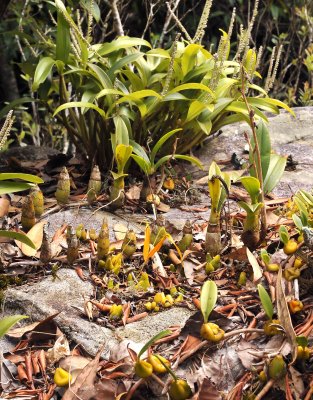 Eria siamensis, Eria lasiopetala, Bulbophyllum wallichii and Bulb. blepharistes on one rock