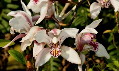 cymbidium insigne ssp. Seidenfadenii, blooming febr.-mar. dry season