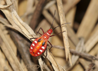 Bug, Dysdercus cingulatus