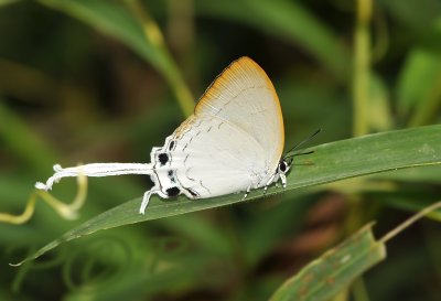 Common imperial, Cheritra freja