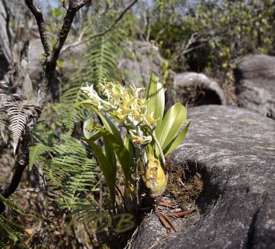 Eria albidotomentosa on  rock, picture taken in Laos