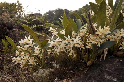 Coelogyne lactea var. flaccida in habitat Laos-Thailand (dry season)