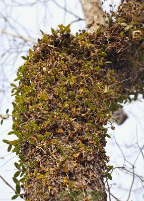 Tree covered with Bulbophyllum blepharistes