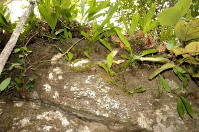 Orchid rock, shade 24 celcius