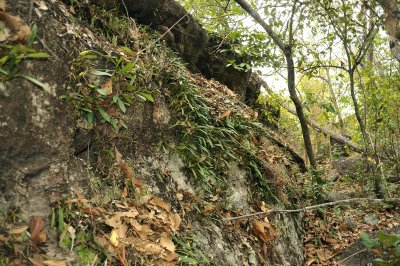 Orchid rock, east side (Bulbophyllum macrocoleum)