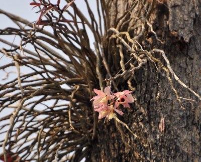 Dendrobium pulchellum, Thailand