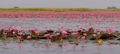 Nymphaea pubescens