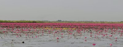 Nymphaea pubescens, colony