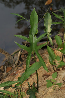 Arum sp.