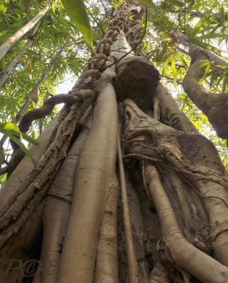 Ficus bengalensis