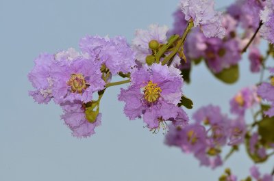 Blossem, Lagerstromia speciosa