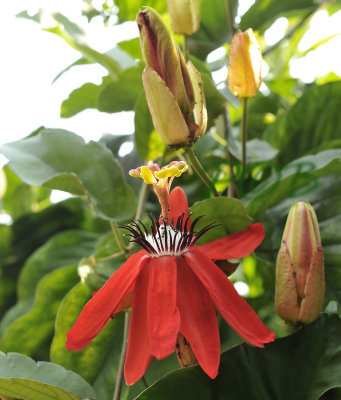 climbing plant, Passiflora vitifolia