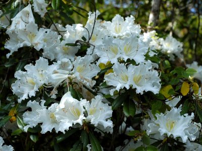 Rhododendron dendricola, close