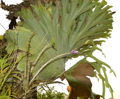 Dendrobium secundum in the shade of Platycerium bifurcatum