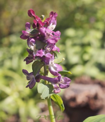 Holwortel, Corydalis cava