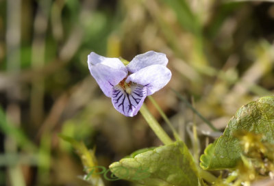 Moerasviooltje, viola palustris