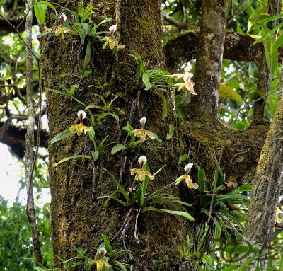 Paphiopedilum vilosum colony on Lithocarpus truncatus, Thai-Laos border