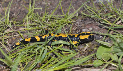 Vuursalamander, Salamandra salamandra