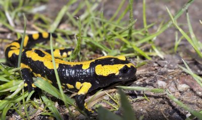 Vuursalamander, Salamandra salamandra