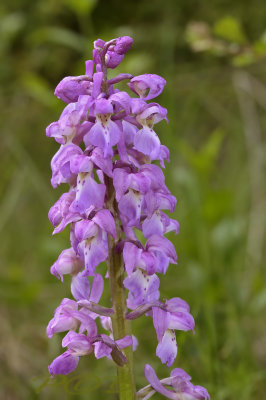 Orchis mascula ssp. signifera