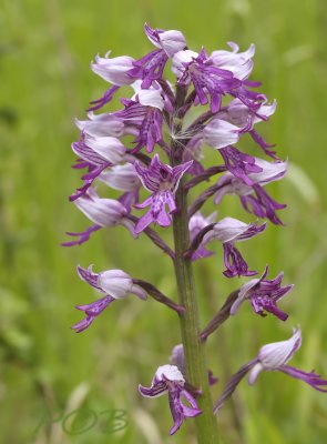 Orchis militaris, Zuid Europa