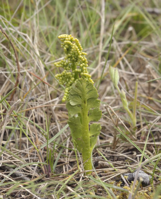 Gelobde maanvaren, duinen Castricum, Botrychium lunaria