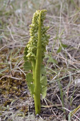 Gelobde maanvaren, duinen Castricum, Botrychium lunaria