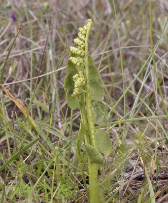 Gelobde maanvaren,duinen Castricum, Botrychium lunaria