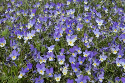 Duinviool, Viola curtisii, syn. V. tricolor ssp. maritima