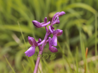 Anacamptis boryi