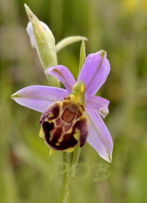 Ophrys apifera var. friburgensis, grote petalen
