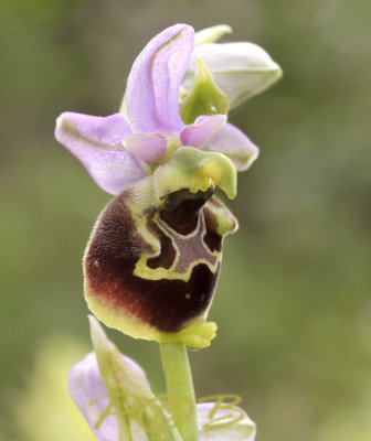 Ophrys holocericea, Ardennen