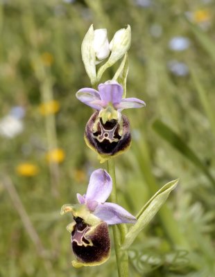 Ophrys holocericea, Ardennen