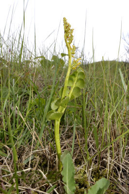 Maanvaren rijpe sporen, plant van 27 cm