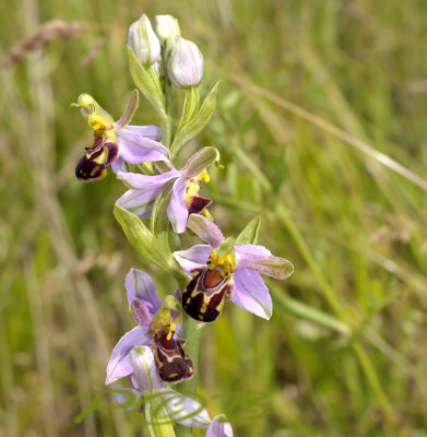 Ophrys apifera met grote petalen als var. friburgensis