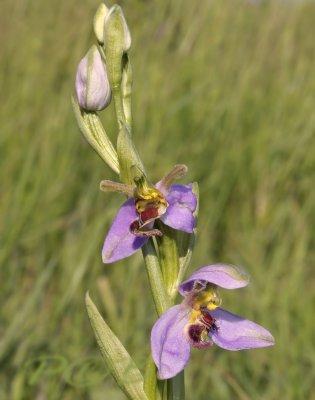 Variteit aurita met gedraaide lip