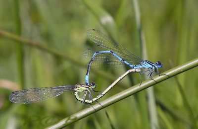 Coenagrion puella