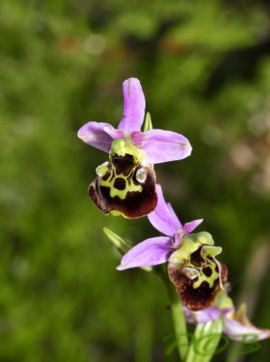 O. fuciflora 