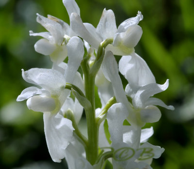 Orchis mascula f. alba