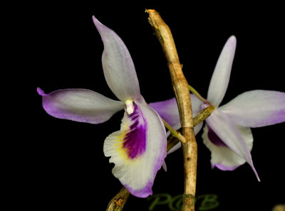 Dendrobium sp. mutant 