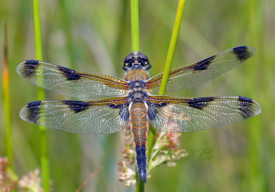 Viervlek, Libellula quadrimaculata var. praenubila