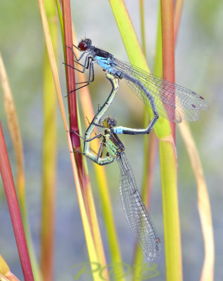 Wiel grote roodoog, Erythromma najas met parasieten (mijten)