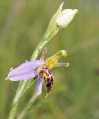 Ophrys apifera f. trollii