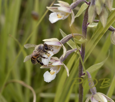 Bestuiver Epipactis palustris (honingbij) met deel van pollinia op de snuit
