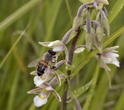 Bestuiver Epipactis palustris 