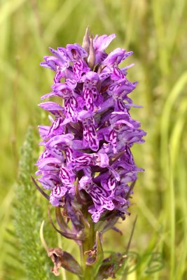 Dactylorhiza incarnata, variëteit met sterke tekening