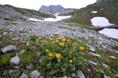 Zonnebloem, Doronicum columnae