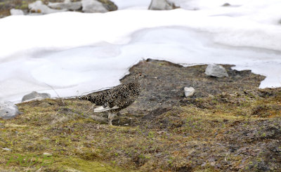 Alpensneeuwhoen vrouw