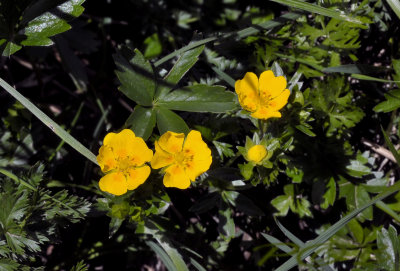 Potentilla